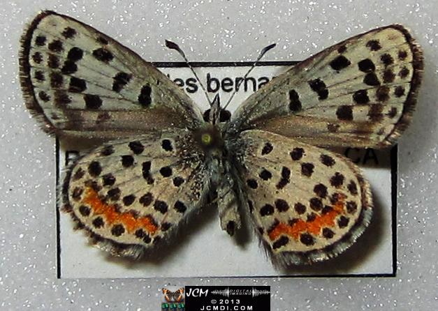 Philotes battoides bernardino (Bernardino Blue butterfly) image